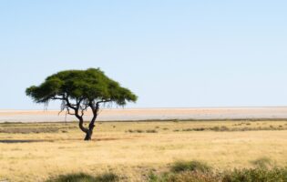 Acacia Tree