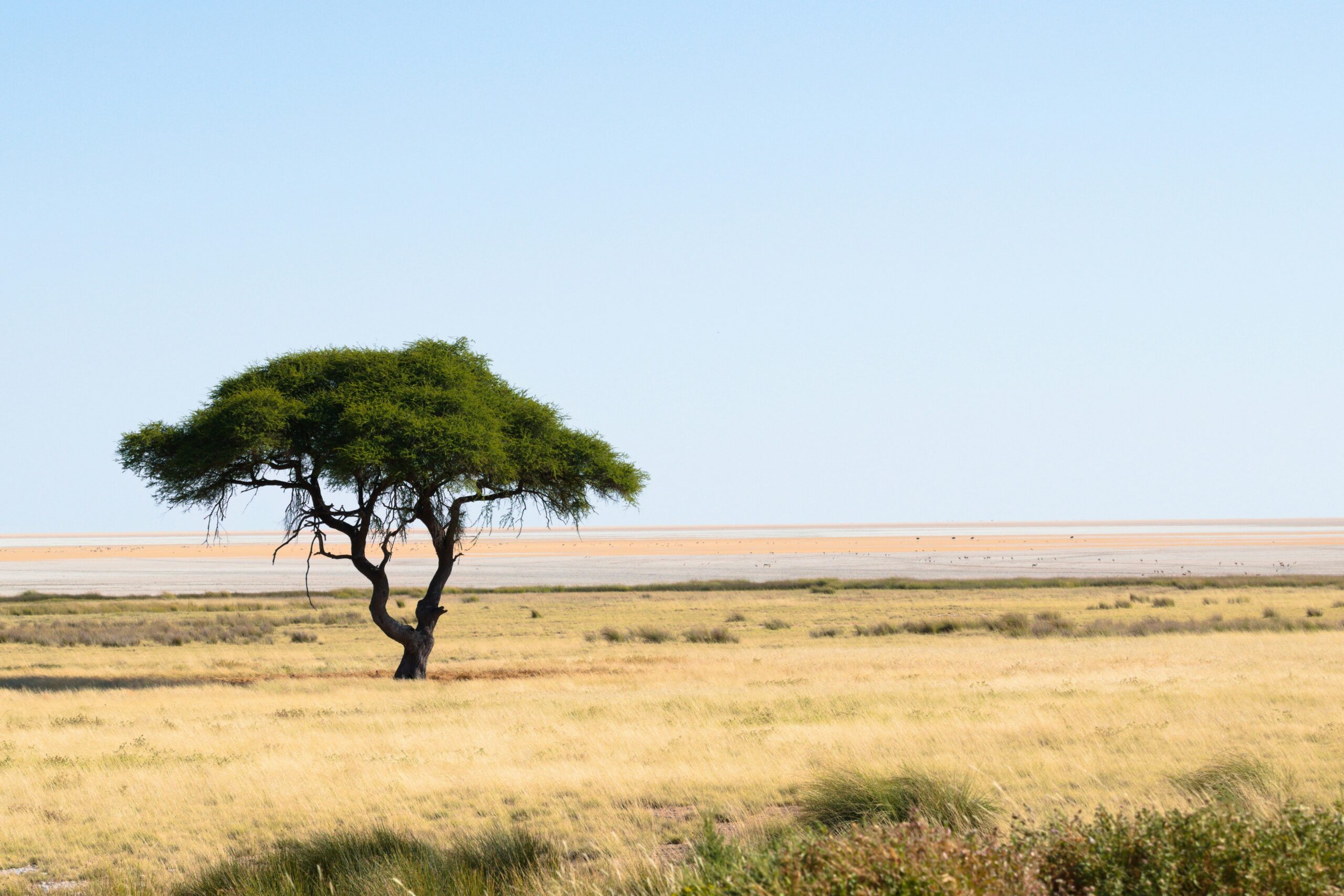 Acacia tree